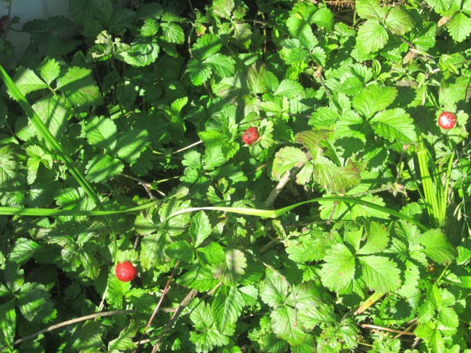 Indian strawberry