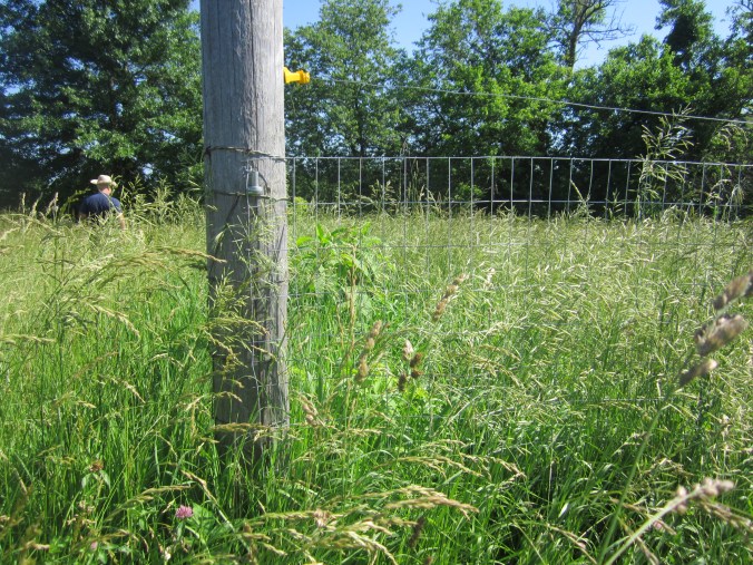 Ed up to his waist in 