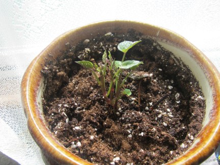 About a month later, the newly potted sweet potato plant