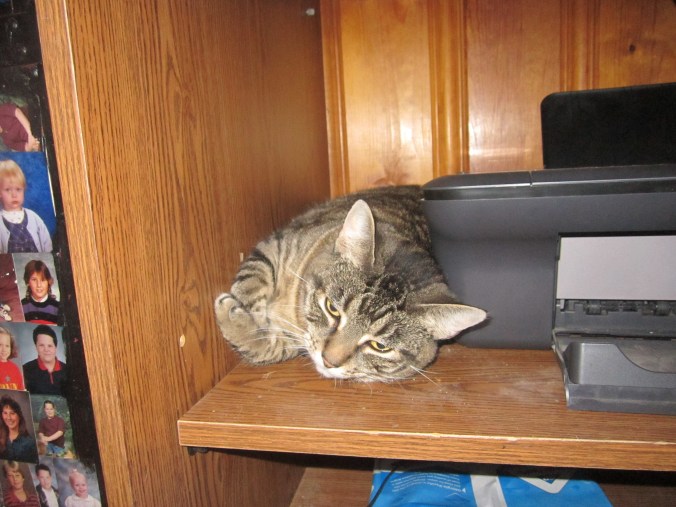 Adora hiding by the printer