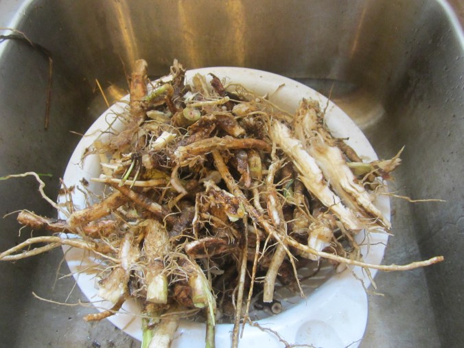 all clean and ready to chop