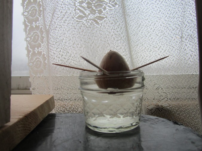 avocado seed