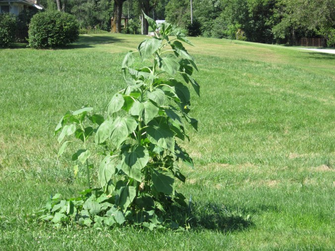 sunflowers and cucumbers