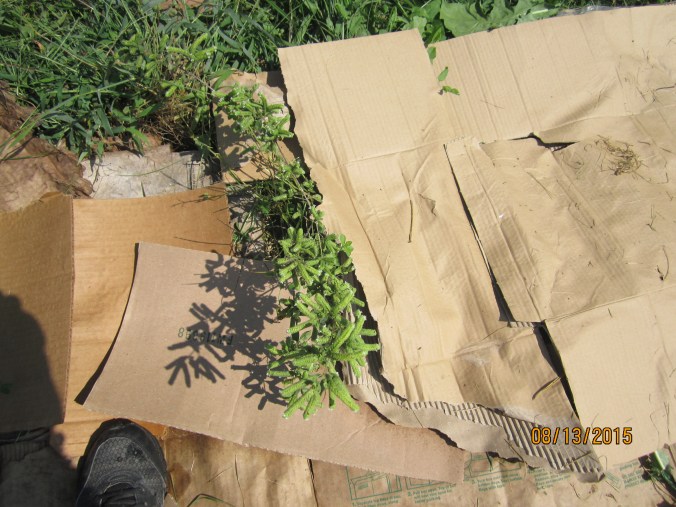 Oregano getting ready to bloom