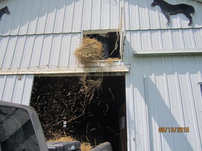 Tossing hay from the loft