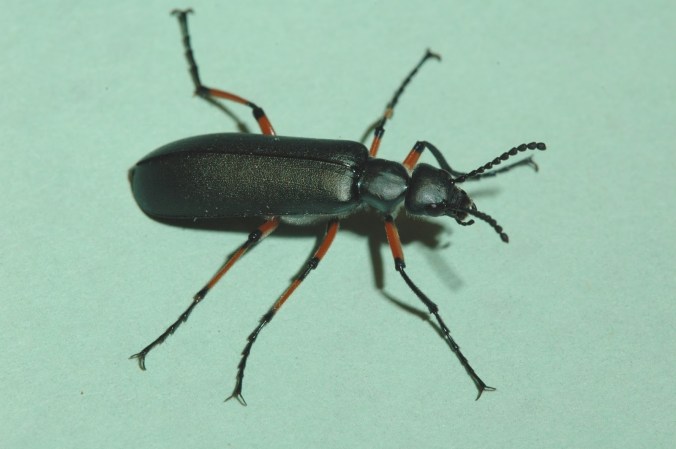 blisterbeetle1