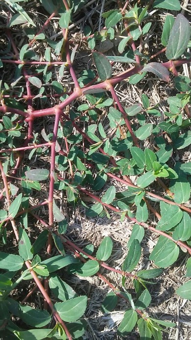 xs_1533764768413_resized